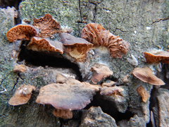 Fungi
