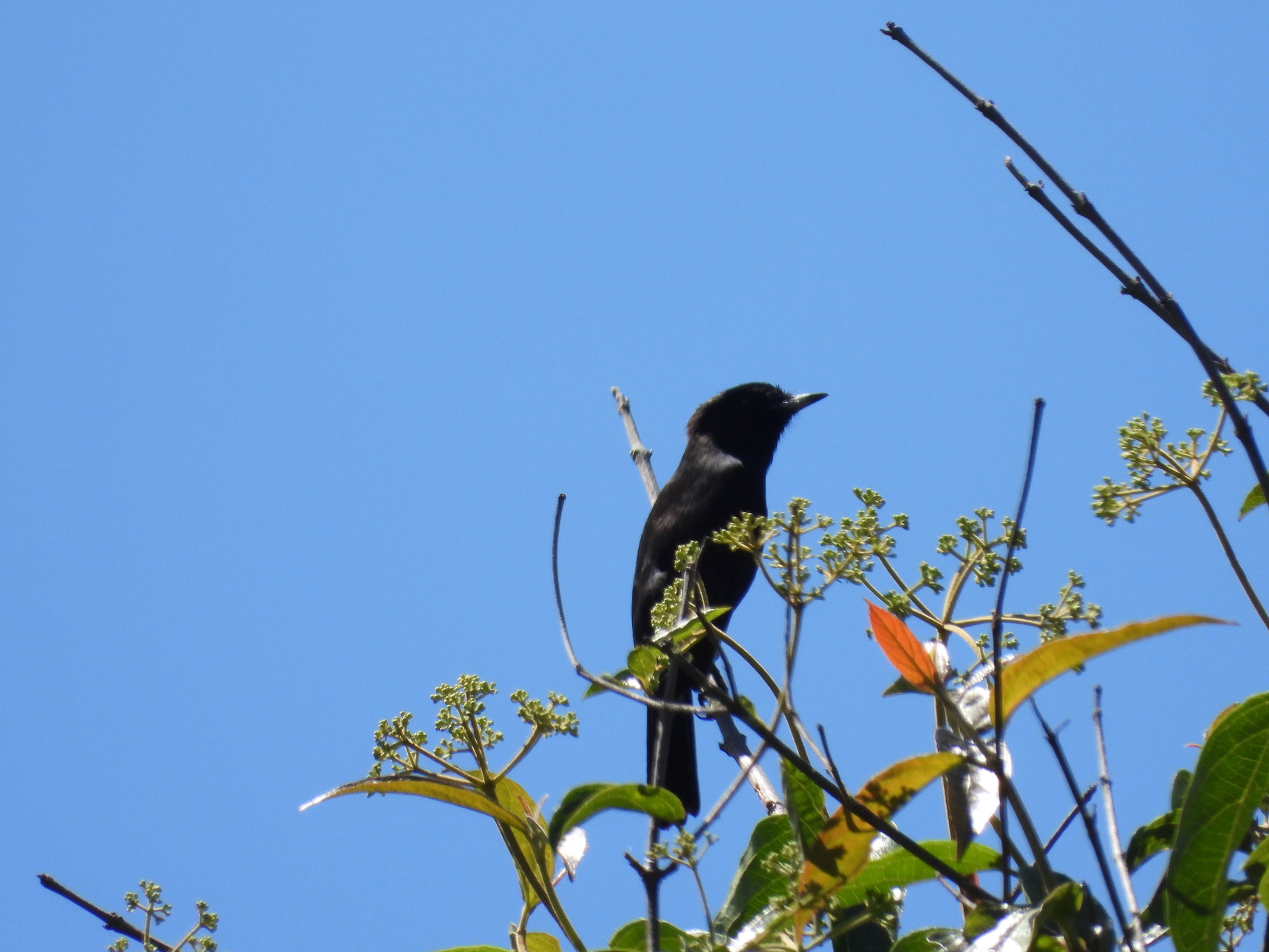 White-winged Black Tyrant (Knipolegus aterrimus), photo 8
