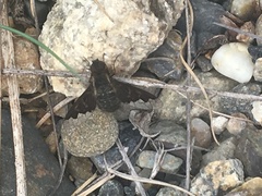 Hemipenthes morioides