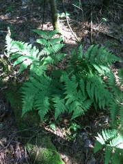 Dryopteris campyloptera