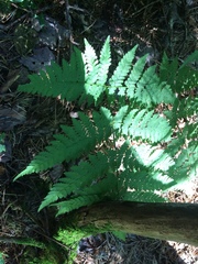 Dryopteris campyloptera