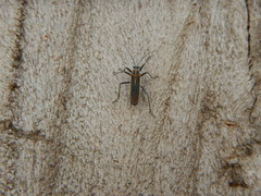 Stenomacra marginella