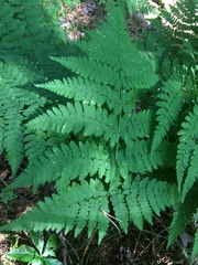 Dryopteris campyloptera