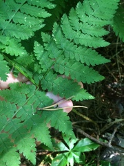 Dryopteris campyloptera