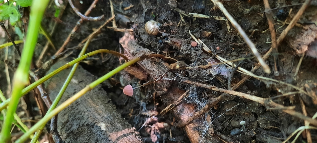 Marasmius haematocephalus · March 2025 · photo: © noeliamedina89 (iNaturalist, cc0)