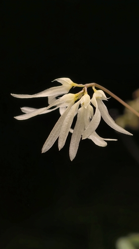 Bulbophyllum othonis