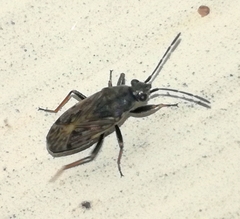 Peritrechus gracilicornis