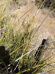 Callophrys mcfarlandi