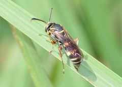 Tanyoprymnus moneduloides