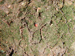 Insecta