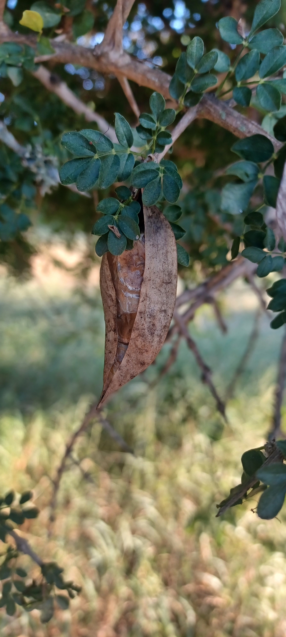 Imagem de Rhigozum zambesiacum