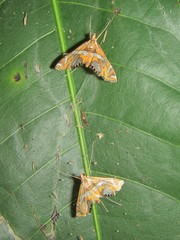 Margarosticha euprepialis