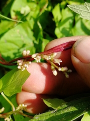 Cuscuta lupuliformis