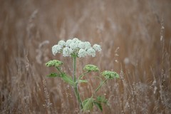 Angelica hendersonii
