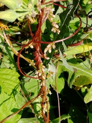 Cuscuta lupuliformis