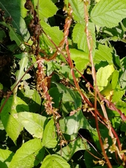 Cuscuta lupuliformis