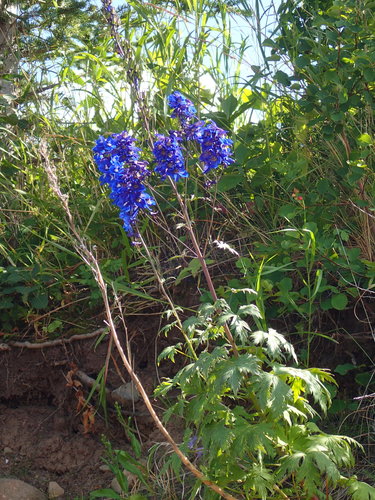 Image of Delphinium cultorum by (c) mfeaver, some rights reserved (CC BY)