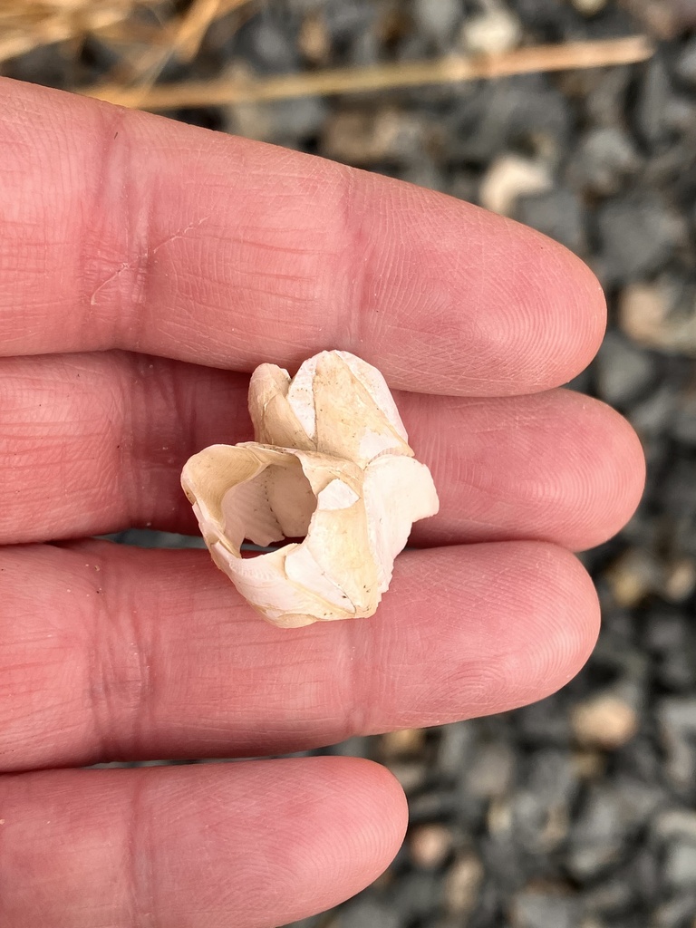 Barnacles from Bayswater St, Boston, MA, US on March 04, 2025 at 12:04 ...
