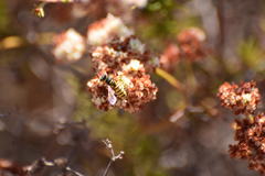 Eucerceris provancheri