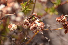 Eucerceris provancheri