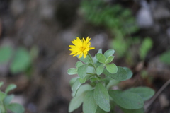 Heterotheca mucronata