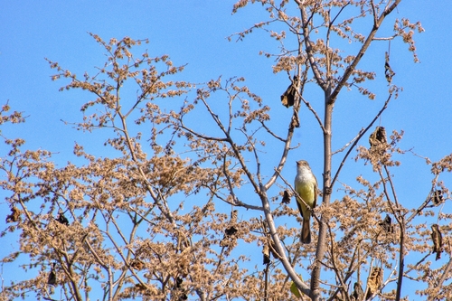 Nutting's Flycatcher (Myiarchus nuttingi), photo 9