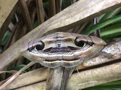 Spirama helicina