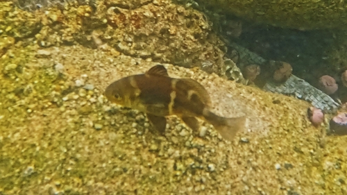 Bandombervis (Cheilotrema fasciatum) — Sciaenidae