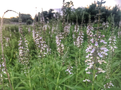 Teucrium canadense occidentale