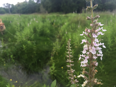 Teucrium canadense occidentale
