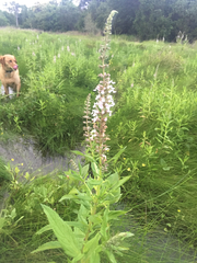 Teucrium canadense occidentale