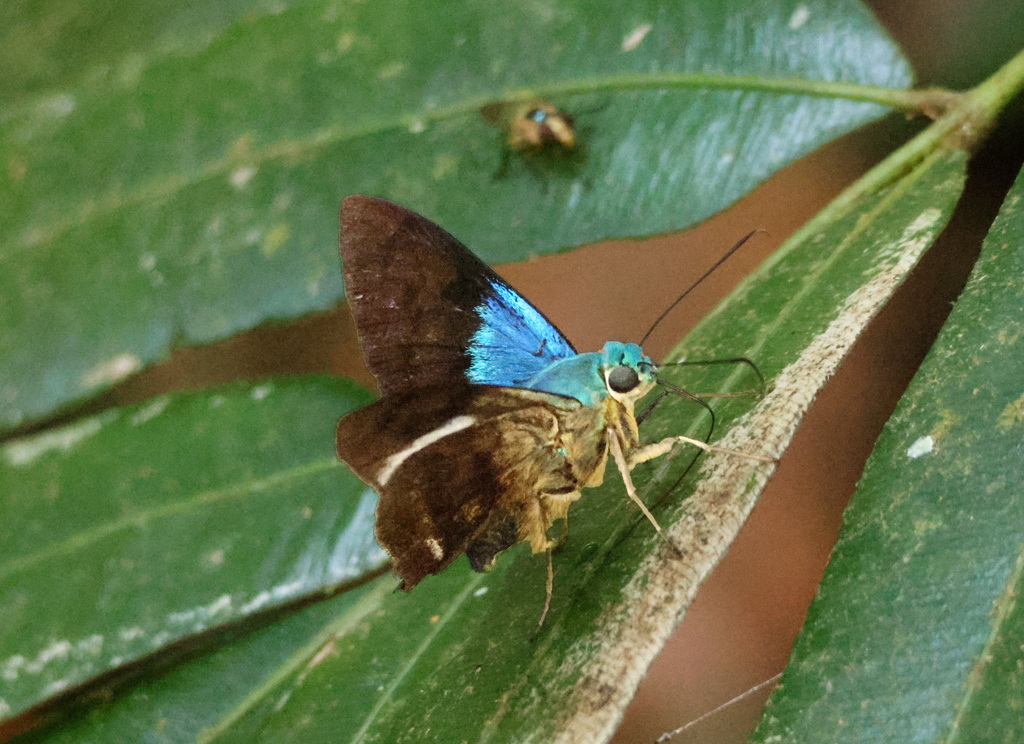 Telegonus cretatus cretatus