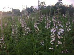 Teucrium canadense occidentale