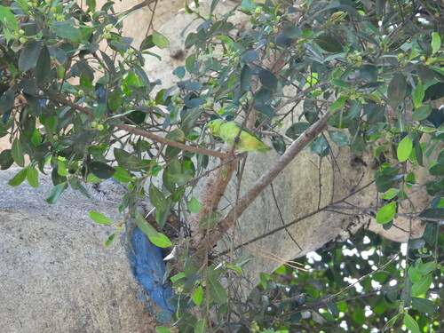 Pacific Parrotlet (Forpus coelestis), photo 7
