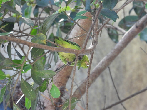 Pacific Parrotlet (Forpus coelestis), photo 8