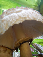 Fungi