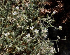 Sabulina nuttallii