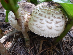 Fungi