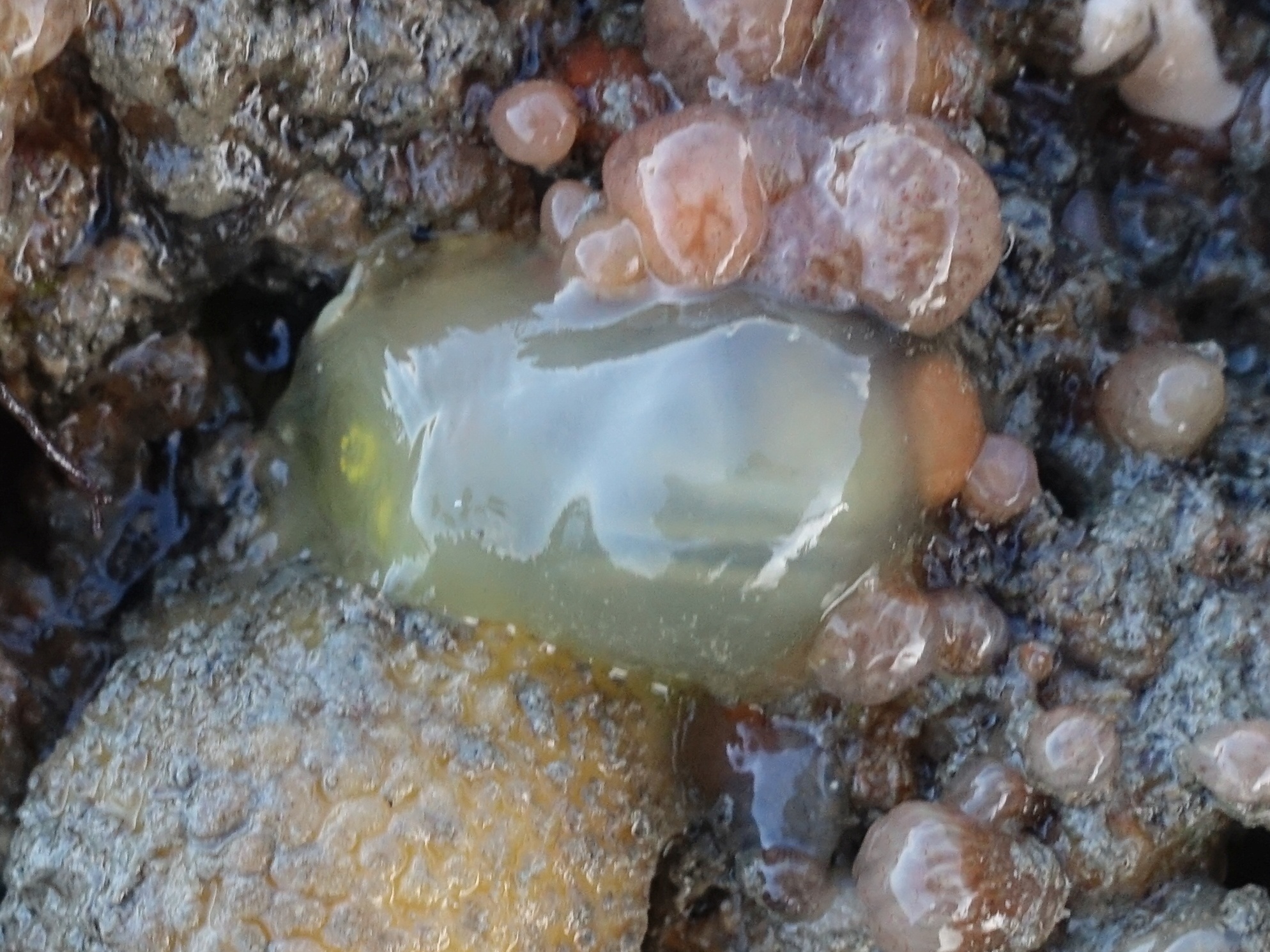 Ciona intestinalis (Linnaeus, 1767)