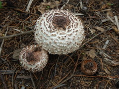 Fungi