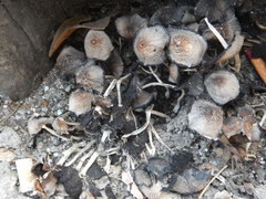 Fungi
