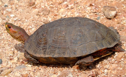 Painted Wood Turtle