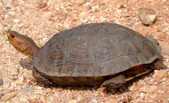 Painted Wood Turtle photo 3