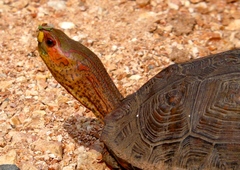 Painted Wood Turtle photo 2