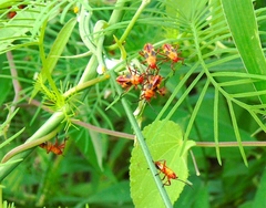 Oncopeltus guttaloides