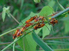 Oncopeltus guttaloides