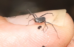 Ortholasma rugosum