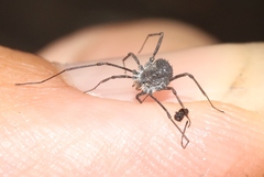Ortholasma rugosum
