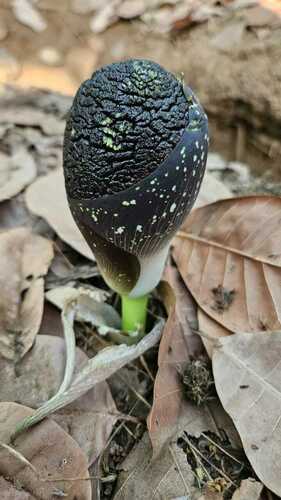 Amorphophallus aphyllus