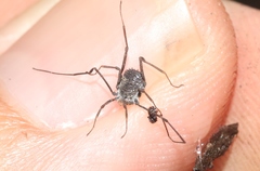 Ortholasma rugosum